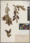 Foto von Salix appendiculata Vill. x Salix waldsteiniana Willd.